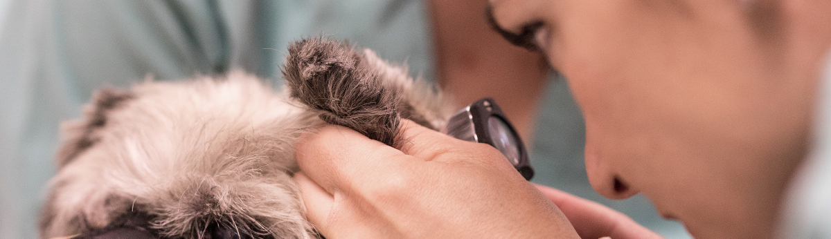 kontakt pet vet split