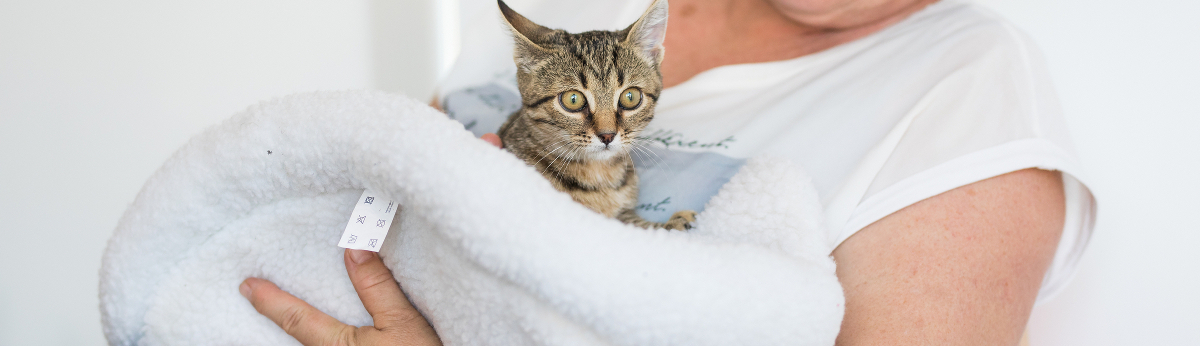 usluge pet vet split