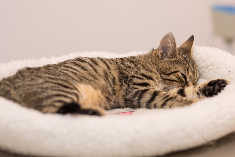 Veterinarska praksa za male životinje u Splitu